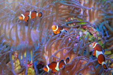 Gerçek Palyaço Anemonfish Nemo, Amphiprion Percula
