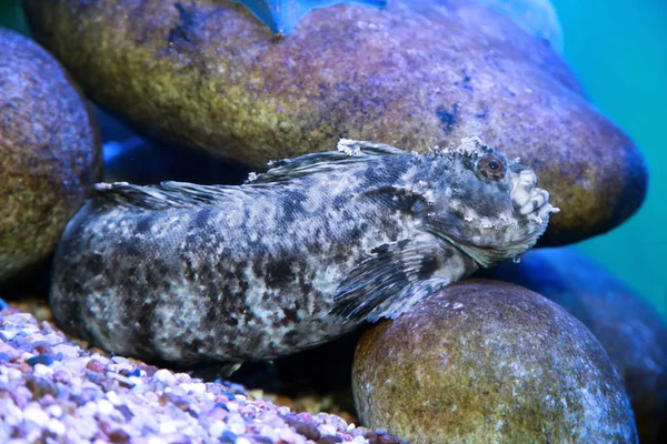 Warbonnet japonicus o blenny frangiato o relitto sovrintendente fi — Foto Stock