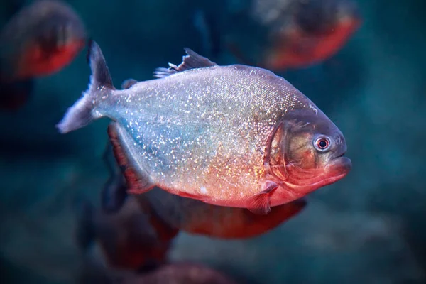 Piraña de vientre rojo Pygocentrus nattereri o Piraña roja —  Fotos de Stock