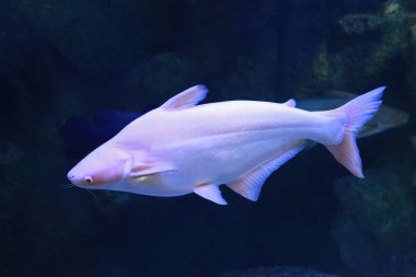 Pangasius Catfish Pangasius hypophthalmus albino balığı