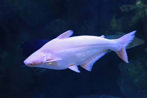 Pangasius sum Pangasius hypophthalmus albinos ryba — Zdjęcie stockowe