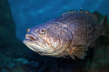 Gruper Goliath ya da itajara. Kapat.