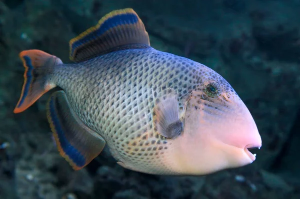 Triggerfish Yellowmargin (Pseudobalistes flavimarginatus) — Zdjęcie stockowe