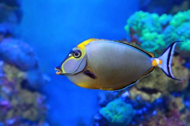 Naso lituratus - barcheek unicornfish - marine fish clipart