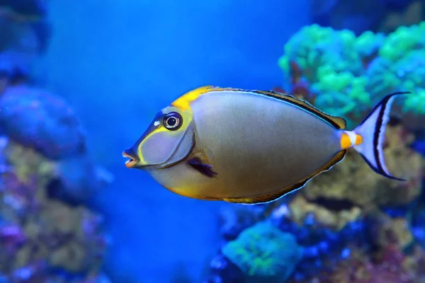 Naso lituratus - unicornio de mejilla - peces marinos — Foto de Stock