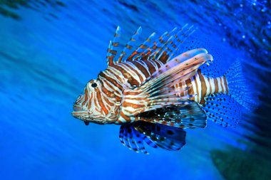 Pterois volitanları. Kırmızı aslan balığı. Tehlikeli deniz balıkları..