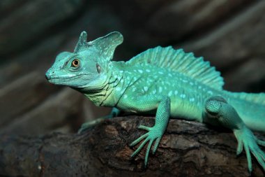 Plumed basilisk (Basiliscus plumifrons). Kapat.