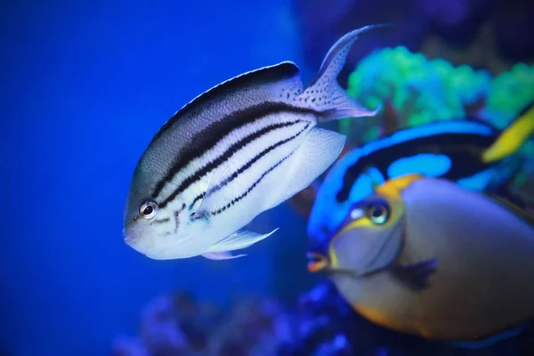 Angelfish - Genicanthus lamarck dans l'eau de mer . — Photo