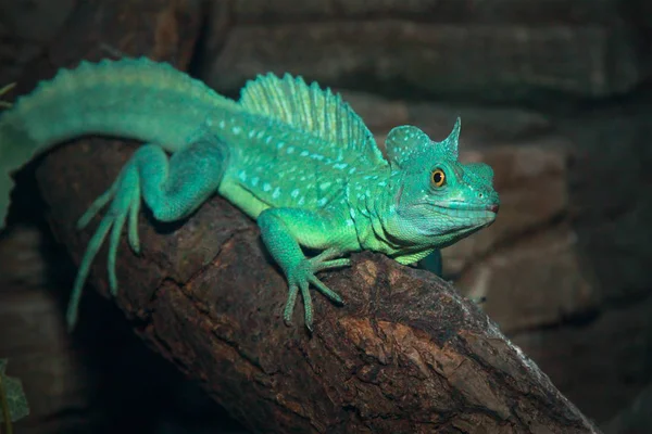 Plumed basilisk (Basiliscus plumifrons). — Stock Photo, Image