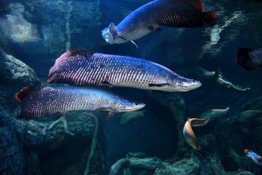 Arapaima (Sudis gigas) veya tatlı su akvaryumunda pirarucu