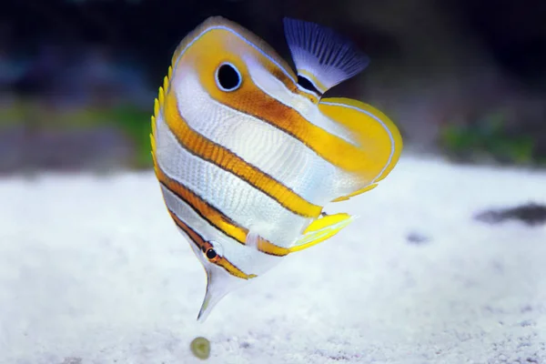 Copperbanded Butterfly fish Chelmon Rostratus. — Stock Photo, Image