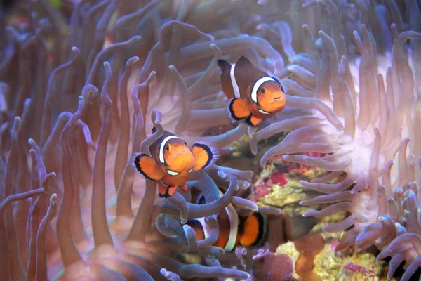 Vero Clown Anemonefish Nemo, Amphiprion Percula — Foto Stock
