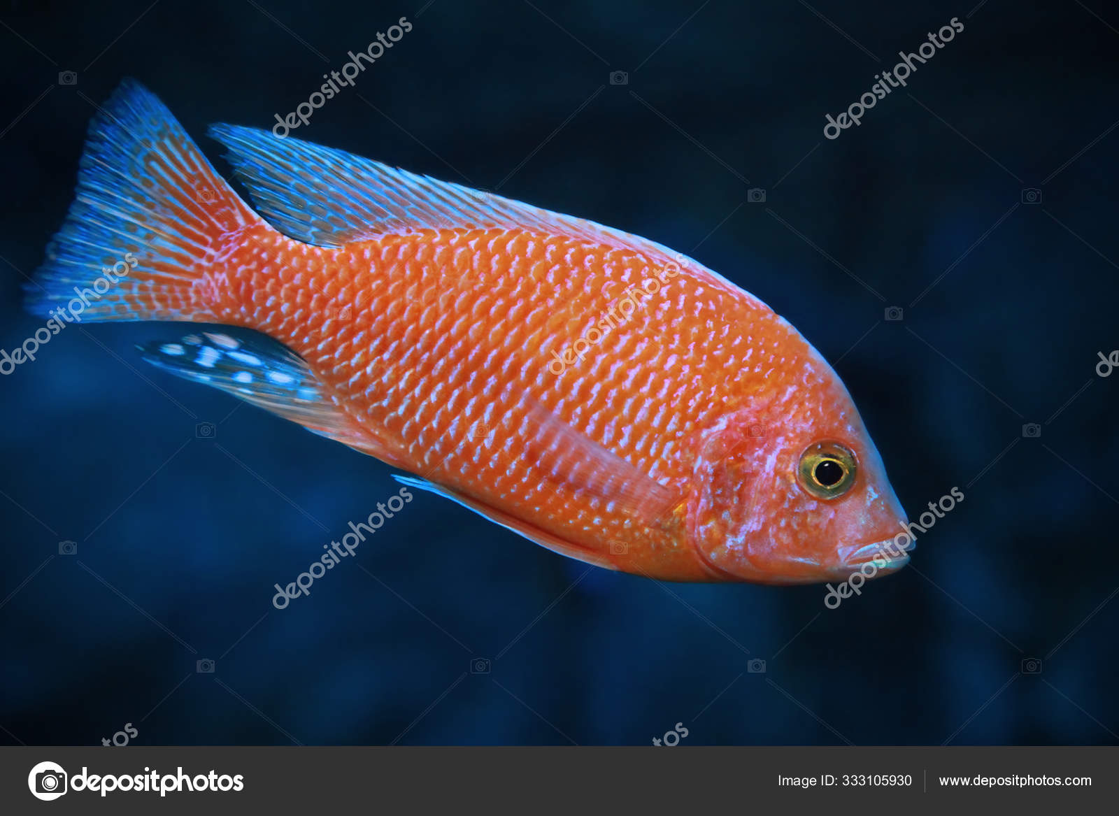 Photo #5 - Red Zebra - Cichlids, 3 Yellow Labs, 2 Electric B..., image size:1600x1167