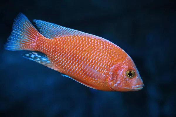 Pseudotropheus red zebra - freshwater fish.