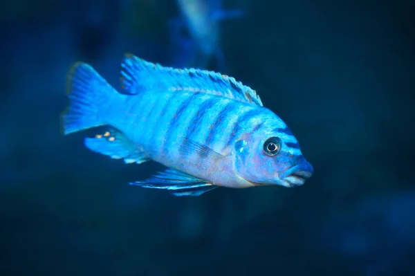 Freshwater aquarium fish- Electric Blue Hap (Sciaenochromis ahli) — Stock Photo, Image