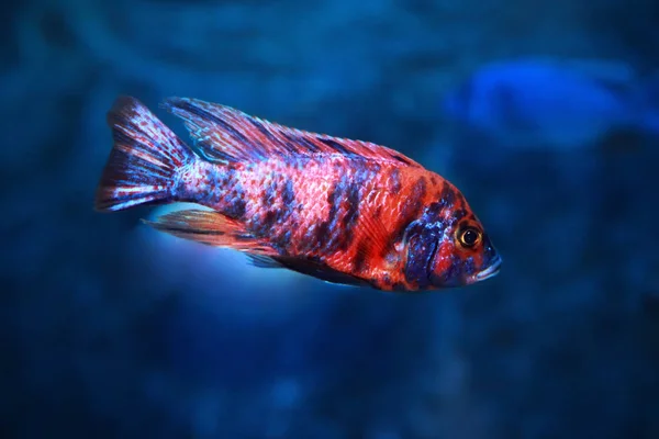 Aulonocara multicolor- Peacock Cichlid — Stock Photo, Image