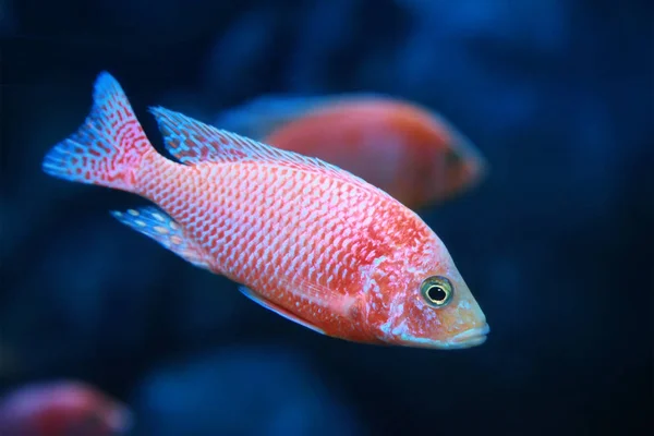 Strawberry Peacock (Aulonocara) African Malawi Cichlid in aquari — Stock Photo, Image