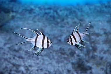 banggai Kardinaller - pterapogon kauderni.