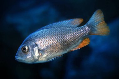 Copadichromis borleyi Kadango dişisi 