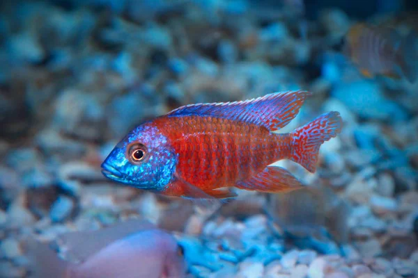 Copadichromis borleyi Kadango Red freshwater fish — Stock Photo, Image