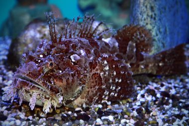 Deniz akvaryumundaki bir taşbalığı (Synanceia verrucosa)