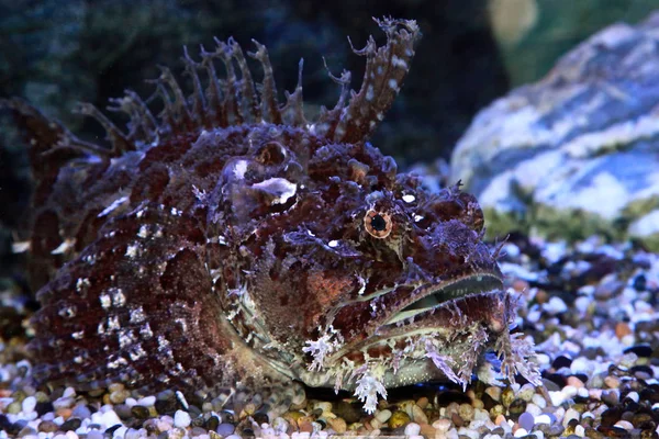 Un pez piedra (Synanceia verrucosa) en acuario marino — Foto de Stock