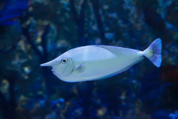 Bluespine unicornfish (Naso unicornis) veya kısa burunlu unicornfish — Stok fotoğraf