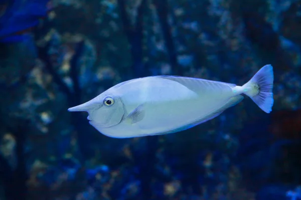 Pez unicornio de espina azul (Naso unicornis) o pez unicornio de nariz corta — Foto de Stock