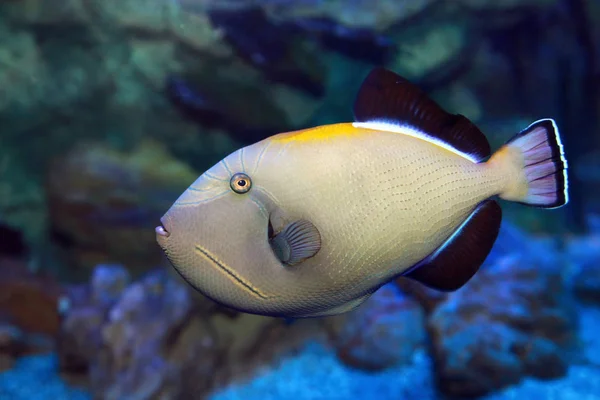 Melichthys indicus - Indian triggerfish — Stock Photo, Image