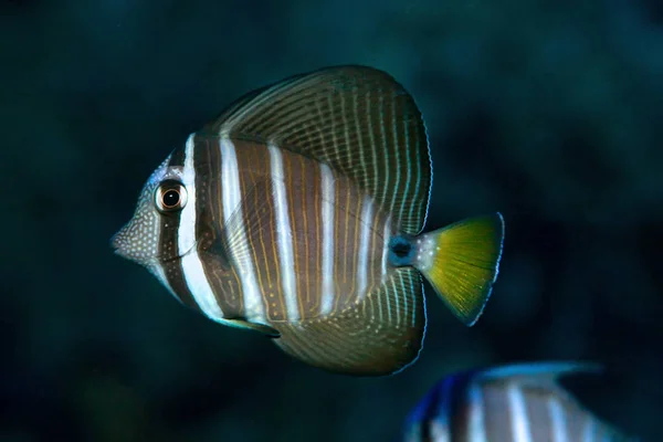 Tang der roten Seemannsflosse oder Tang der Seemannsflosse (zebrasoma desj — Stockfoto