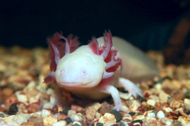 Axolotl. Meksika yürüyen balığı. Ambystoma mexicanum.