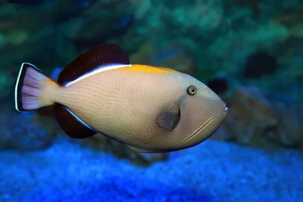 Melichthys indicus - Indian triggerfish in sea water — Stock Photo, Image