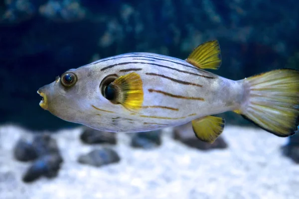Kugelfisch (arothron manilensis)) — Stockfoto