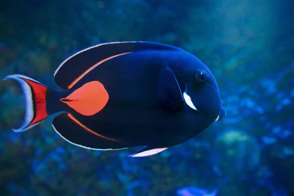 Aquiles Tang - Acanthurus achilles peces marinos —  Fotos de Stock