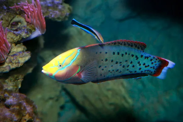 Reine Coris (Coris formosa) dans l'eau de mer — Photo