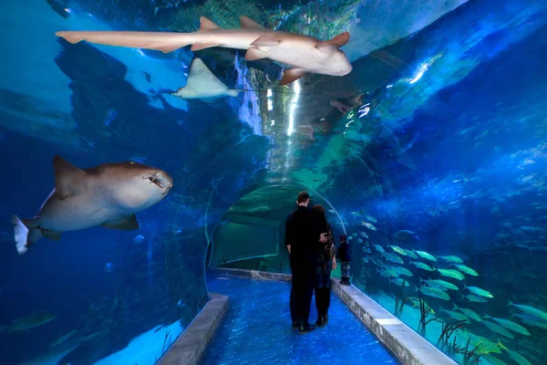 Touristes en verre tunnel sous-marin avec requins dans l'océanarium — Photo