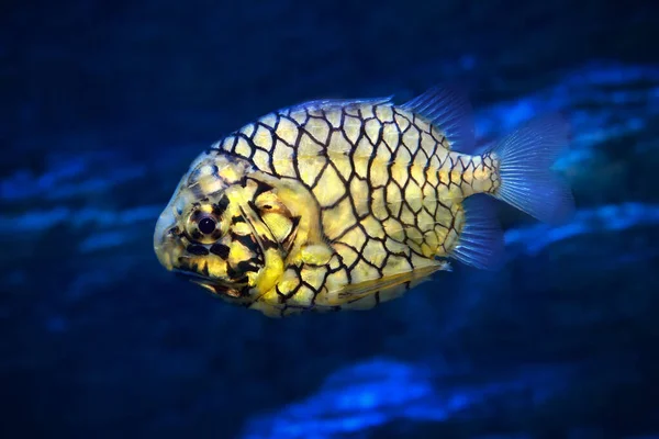 Pinecone Fish Monocentris Japonica Aquarium Fishtank — Stock Photo, Image