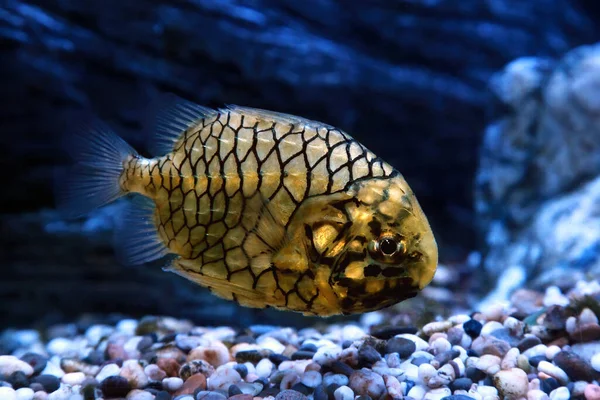 Pinecone Fish Monocentris Japonica Aquarium Fishtank — Stock Photo, Image