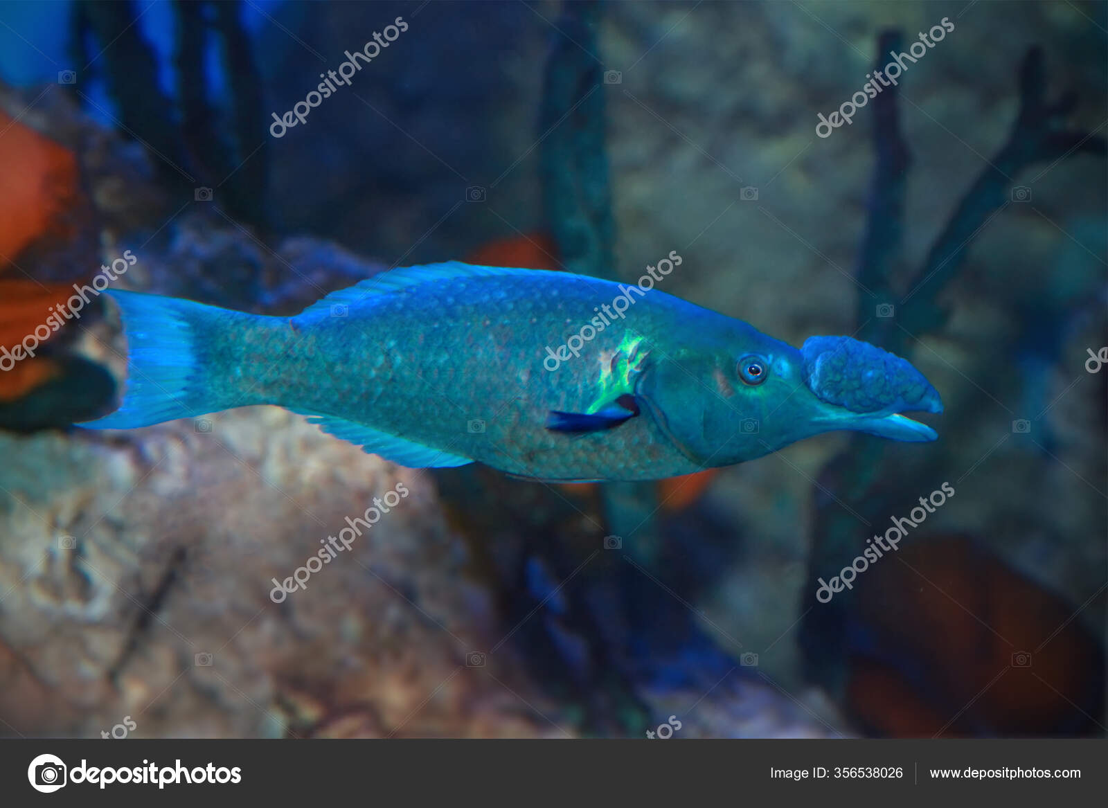Green Birdmouth Wrase Fish Gomphosus Caeruleus — Stock Photo © geniuslady  #356538026, image size:1600x1167