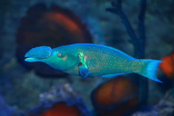 緑の鳥の口の魚 ゴモフォサス カエリュウゼス — ストック写真