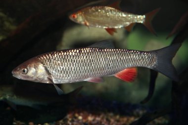 Avrupa Chub Squalius Cephalus balığı nehirde 