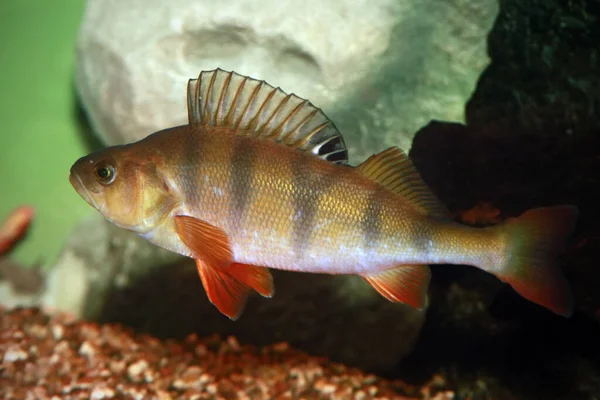 Perca Europea Perca Fluviatilis Inyección Submarina Peces Perca Maduros Svimming — Foto de Stock