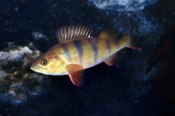 欧洲的Perch Perca Fluviatilis 水底成熟栖鱼在池塘里捕食的镜头 — 图库照片