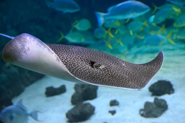 Leopar, Himantura leoparını kamçılıyor. Deniz Balığı