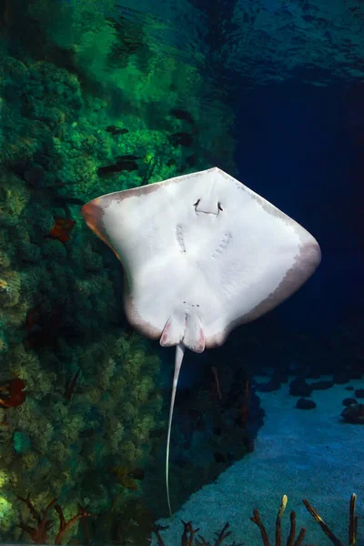 Pesci Grigliati Sotto Barriera Corallina Acqua Mare — Foto Stock