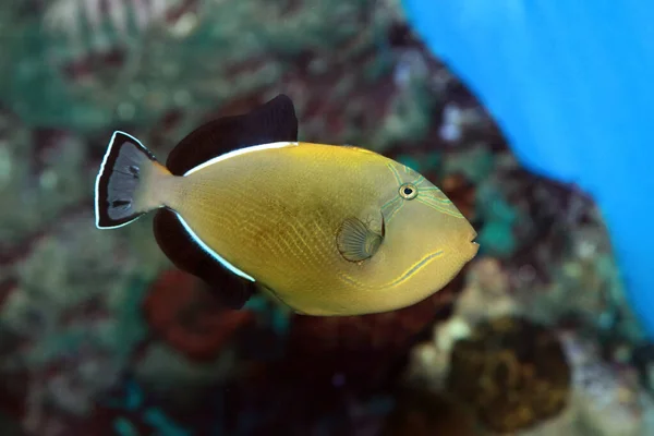 Melichthys Indicus Індіанська Рибина Морській Воді — стокове фото