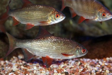 Akvaryumdaki tatlı su hamamböceği balığının (Rutilus rutilus) su altı yakın çekim görüntüsü.