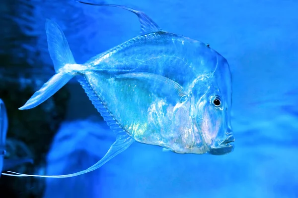 Lookdown Selene Vomer Carangidae Familyasından Bir Deniz Balığı Türü — Stok fotoğraf