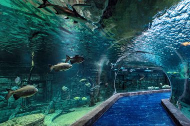 Moskova, Rusya - 22 Mart 2019: Krasnogorsk 'taki Crocus City Oceanarium' da 