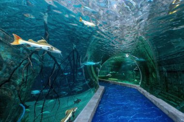 Moskova, Rusya - 18 Şubat 2019: Krasnogorsk 'taki Crocus City Oceanarium' da 